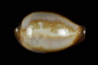 藏品(瑪瑙寶螺)的圖片